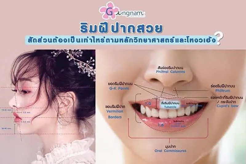 สัดส่วนปากเหมาะสม